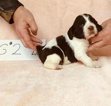 springer spaniels