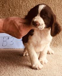 springer spaniels homestead